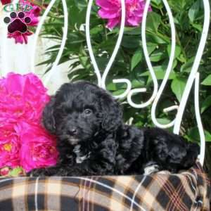 Gideon, Mini Bernedoodle Puppy